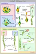 Cycle biologique des mousses.
