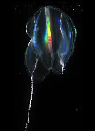 Mertensia ovum, un cténaire.