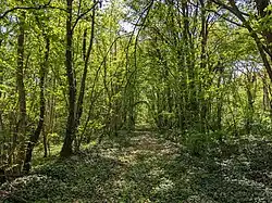 L'ancienne plateforme envahie par la végétation, peu après l'ancien PN25 sur la commune de Roinville.