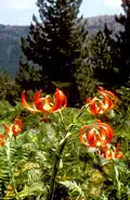 Lys de Chalcédoine dans le Parc.