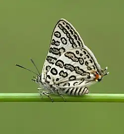 Cigaritis lilacinus