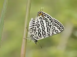 Cigaritis lilacinus