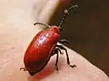 Lilioceris lilii