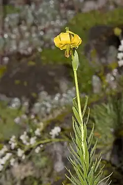 Lilium pyrenaicum