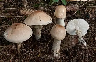 Limacella guttata