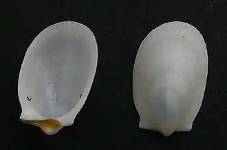Limatula maoria.