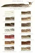 Variabilité des couleurs chez Limax maximus.