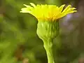 Limbarda crithmoides