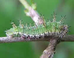 Chenille de Petit sylvain.