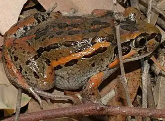 Description de l'image Limnodynastes salmini.jpg.