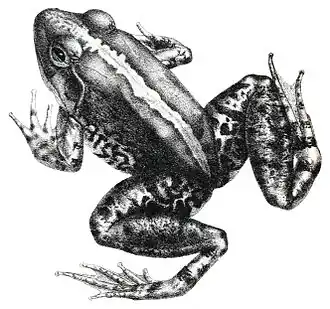 Description de l'image Limnonectes modestus.jpg.