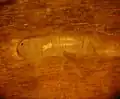 Limnoria quadripunctata femelle grignotant le bois dans sa galerie, ouverte.