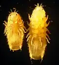 Limnoria quadripunctata, mâle (à gauche) et femelle ovigère (à droite). Vue ventrale.