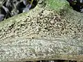 Morceau de bois attaqué par Limnoria sp.