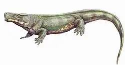 Dessin de Limnoscelis.