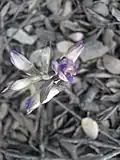 Limodore: ouverture timide d'une fleur.