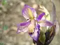 Limodore - Fleur.