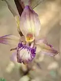 Limodore - Fleur.