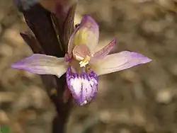 Limodore - Fleur.
