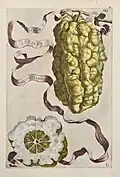 Striatus amalphitanus dans les Hespérides de 1646.
