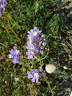 Inflorescence.