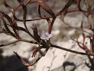 Description de l'image Limonium virgatum *Statice virgata.jpg.