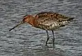 Photo montrant un oiseau de couleur rousse, les pattes dans l'eau.