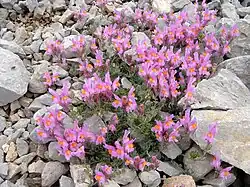 Linaria alpina subsp. filicaulis.