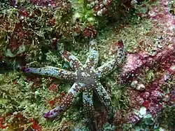 Linckia columbiae