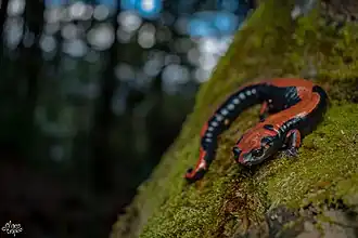 Description de l'image Lincoln's Mushroomtongue Salamander imported from iNaturalist photo 109996419 on 21 April 2022.jpg.
