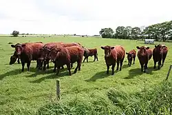 La photo couleur montre un pâturage dans lequel une quinzaine de bovins rouges de tous âges regardent l'objectif du photographe.