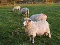 Des brebis Lincolnshire Longwool. Les marques de couleur indiquent que les brebis ont été couvertes par les béliers. Les béliers portent un harnais comportant un crayon de couleur qui laisse une preuve de leur activité.