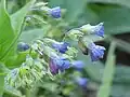 Floraison