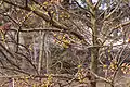 Branches en fleur.