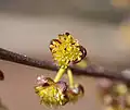 Fleurs.