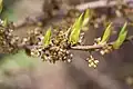 Fleurs et bourgeons.