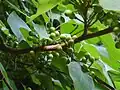 Fruits verts.