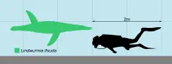 Comparaison de taille humaine avec Lindwurmia thiuda.