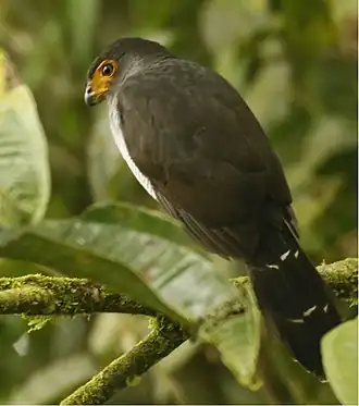 Description de l'image Lined Forest Falcon.jpg.