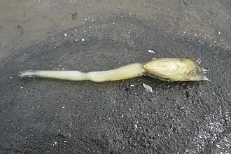 Un brachiopode