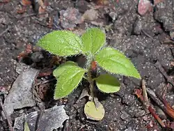 Plantule.