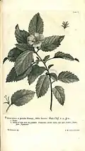 Gravure d'après Georg Dionysius Ehret pour le Hortus Cliffortianus de Linné