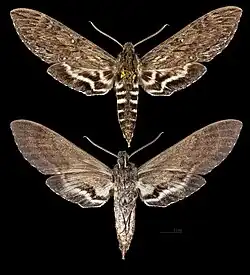 Lintneria aurigutta