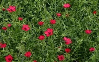 Description de l'image Linum-grandiflorum-total.jpg.