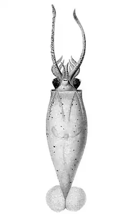 Liocranchia valdiviae