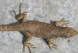 Description de l'image Liolaemus bellii.jpg.