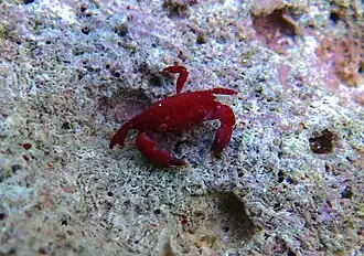 Liomera rugata.