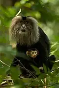femelle avec son petit.