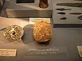 Scarabée de la chasse au lion (Vienne)