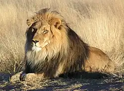 Lion